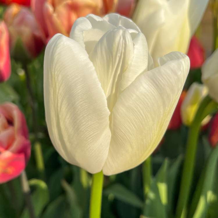 Tulpe 'Ivory Floradale'